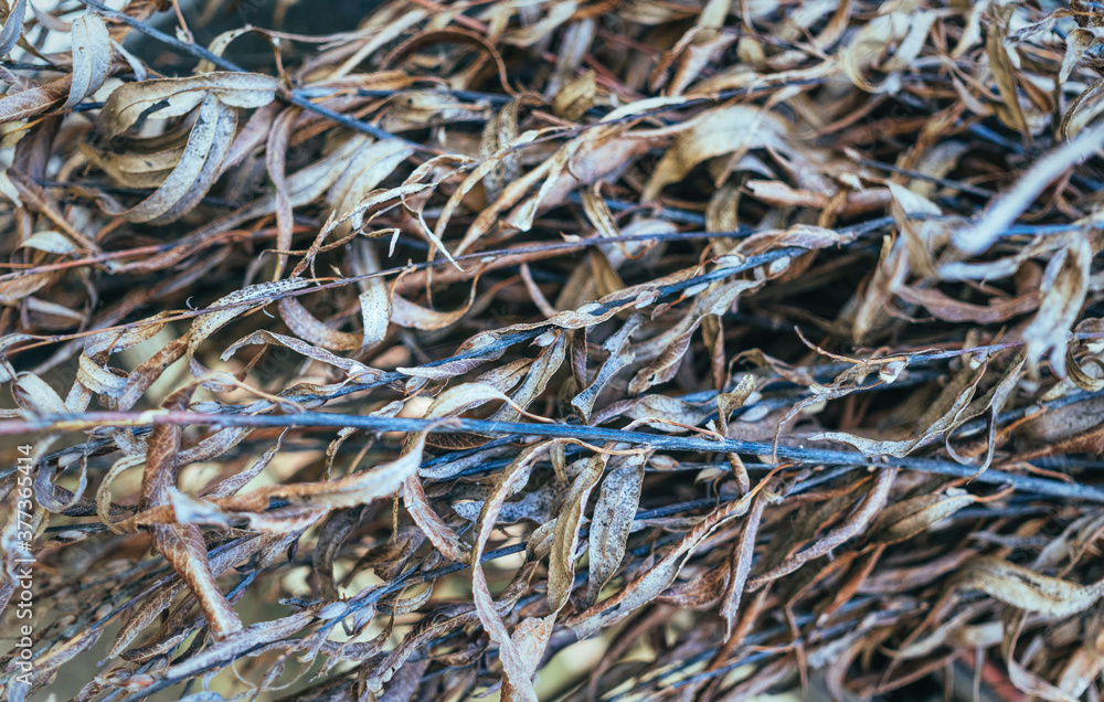 Fallen dry stale leaves. Autumn faded background Fallen dry stale leaves. Autumn faded background
