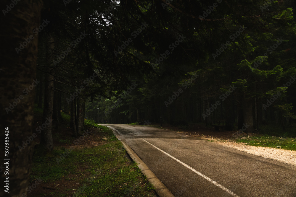 Obraz premium The road going into the distance in the middle of tall pines, nature after the rain, durmitor in montenegro, travel across europe