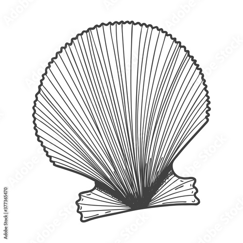 Hand-drawn seashells. An empty  closed  flat  oval solid shell of a mollusc or snail. Sketch style  engraved drawing. Black and white illustration isolated on a white background