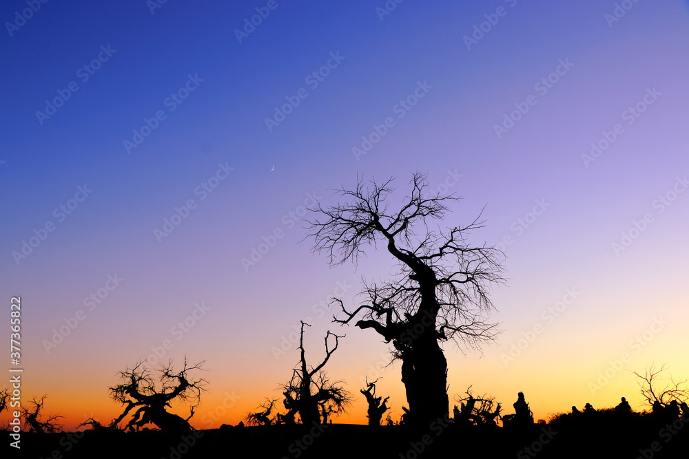 Silhouette of poplar trees (Huyang in Chinese) under sunset at Skeleton Forest of dead trees (Guai Shulin) in Ejin Banner, Inner Mongolia, China.