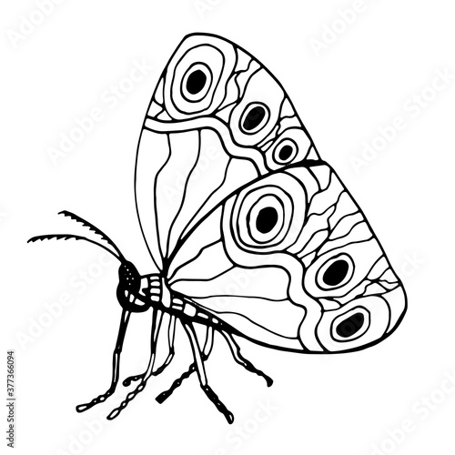 Graphic black and white butterfly. Hand drawn contour lines and strokes. Isolated on white.