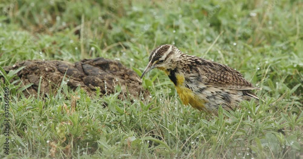 Western meadowlark foraging in grassland Western meadowlark foraging in grassland