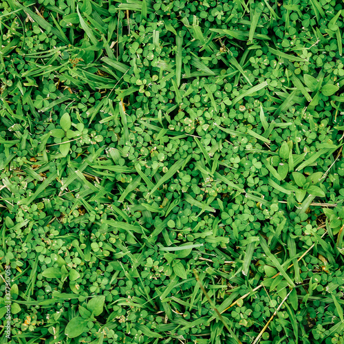 Natural green grass background can be use as background 