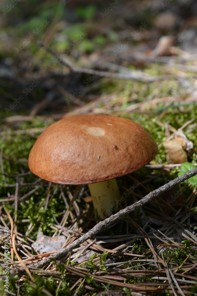 Mushroom in the forest glade near the Southern Bug River Mushroom in the forest glade near the Southern Bug River
