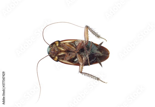 cockroach isolated on white background © waraphot