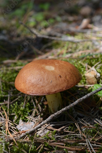 Mushroom in the forest glade near the Southern Bug River