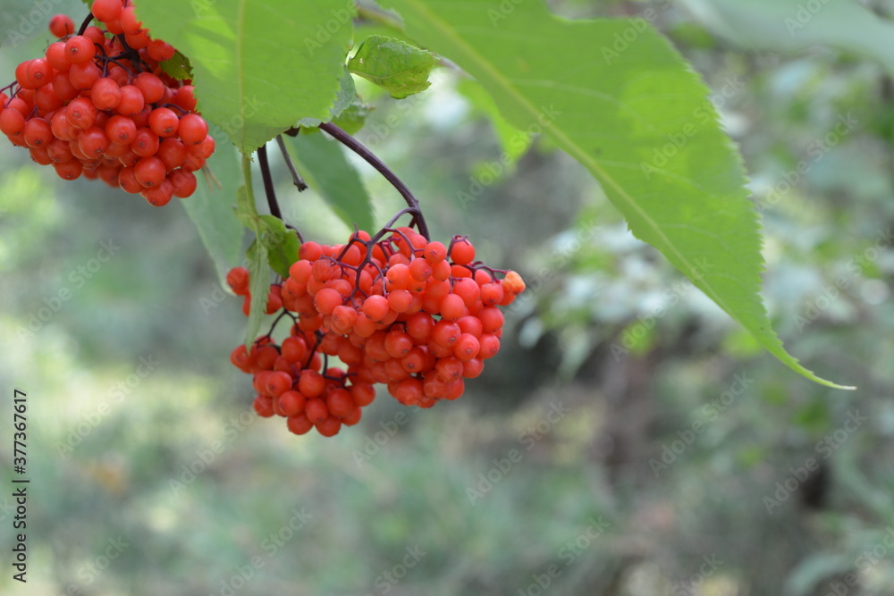 Wild berries in the forest near the Southern Bug River