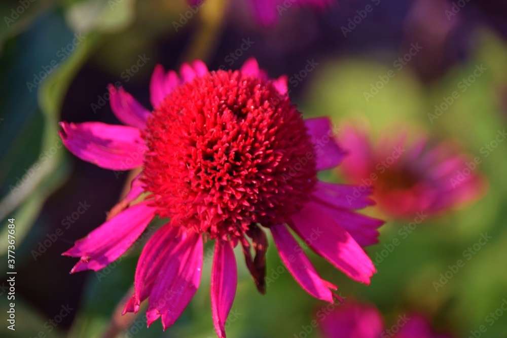 Obraz premium Echinacea Deep Red Coneflower ,Novelty