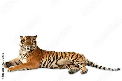 Big bengal tiger crouching and looking to camera isolated on white background.