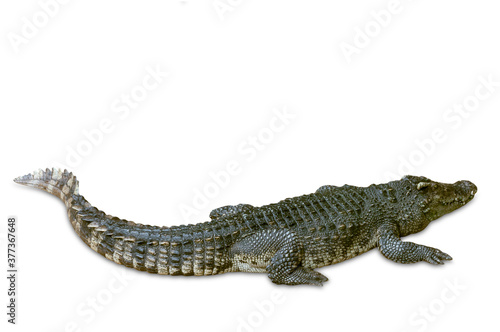 Crocodile isolated on white background, clipping path included.