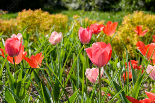 pink tulips in the spring garden © Elena Umyskova