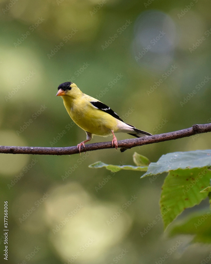 Adult male American Goldfinch in fall molt Adult male American Goldfinch in fall molt