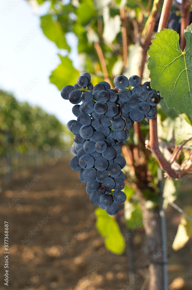 Fototapeta premium blaue Weintraube im Weinberg