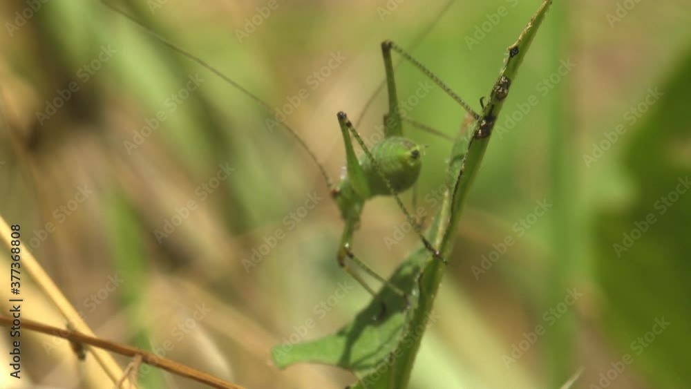 Larva 1-st instar, a Baby Katydid sitting on dry seed stem in summer meadow. Fast camera zoom. Macro view a insect grasshopper Larva 1-st instar, a Baby Katydid sitting on dry seed stem in summer meadow. Fast camera zoom. Macro view a insect grasshopper