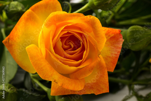 Beautifull orange roses isolated on white background. Copy space