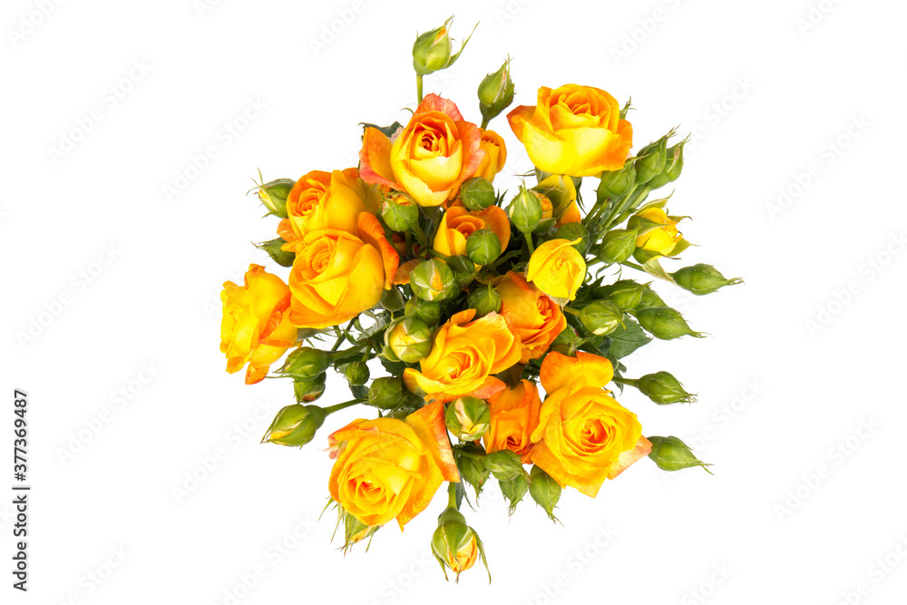 Fototapeta premium Beautifull orange roses isolated on white background. Copy space