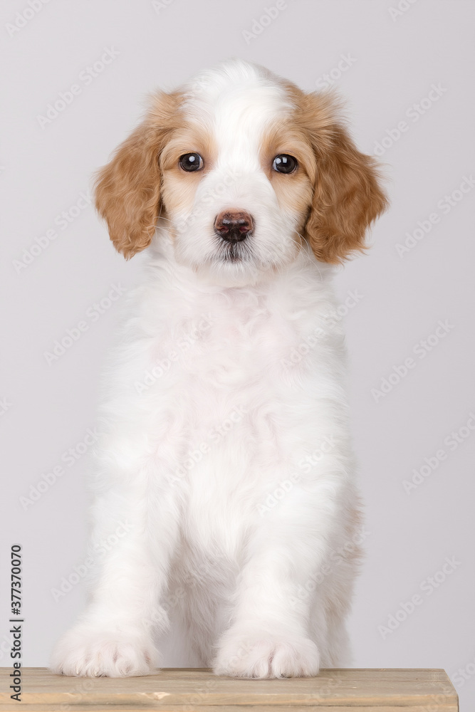 Goldendoodle Puppy Goldendoodle Puppy