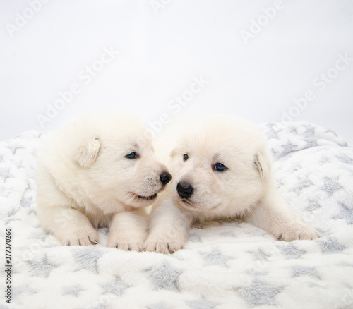 cute christmas puppy on isolated background