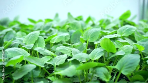 Wallpaper Mural Juicy and young sprouts of microgreens in the greenhouse. close-up Torontodigital.ca
