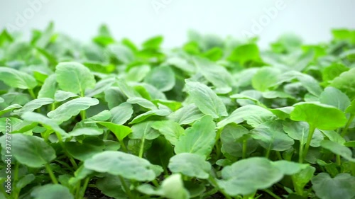 Wallpaper Mural Juicy and young sprouts of microgreens in the greenhouse. close-up Torontodigital.ca