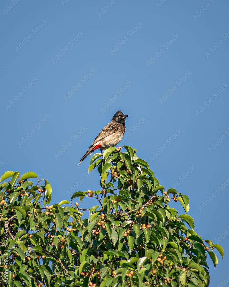 Red vented bulbul sitting on green tree leaves with clear blue sky background. Red vented bulbul sitting on green tree leaves with clear blue sky background.