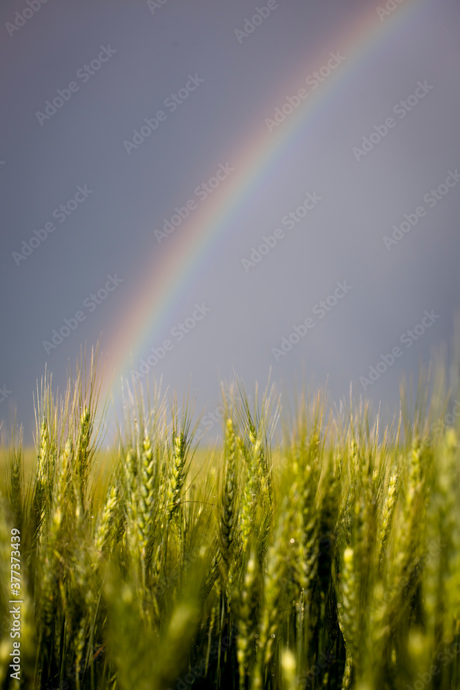 Naklejka premium Rainbow Over Wheat Field