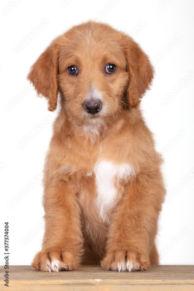 Doodle Puppy Doodle Puppy