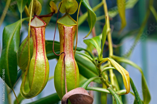 Nepenthes, carnivorous plant, insectivorous plant, Brazil 