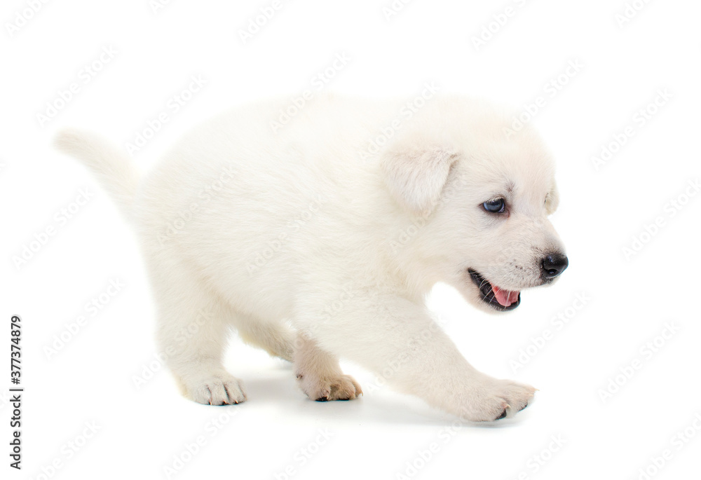 christmas cute puppy on isolated background christmas cute puppy on isolated background