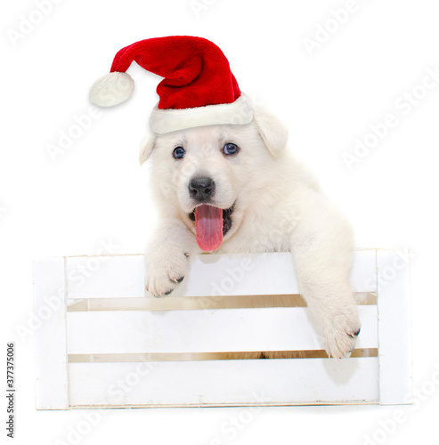 christmas cute puppy on isolated background