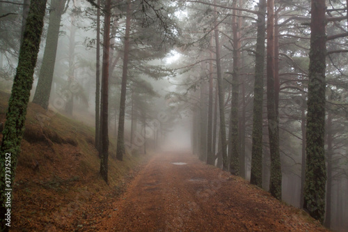 Path in the pine forest with ferns in Sierra de Guadarrama National Park. In Madrid and Segovia, Spain © pintxoman