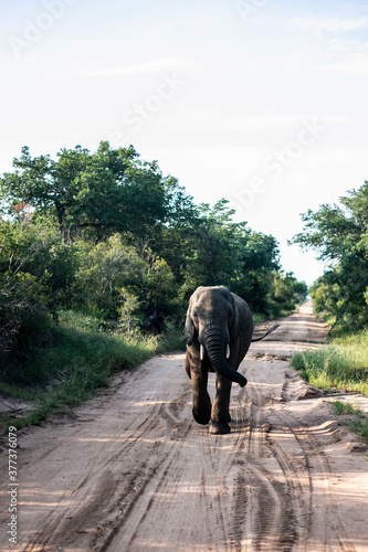 Baby elephant at Kruger Park, South Africa. 