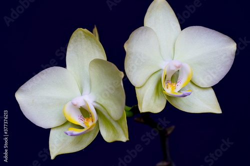 Light green orchids against a dark background.