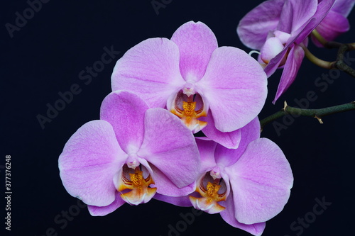 Purple orchids against a dark background.
