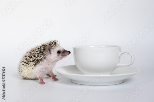 Cute baby hedgehog and a cup on white background