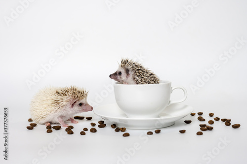 Cute babies hedgehog and a cup of coffee on white background