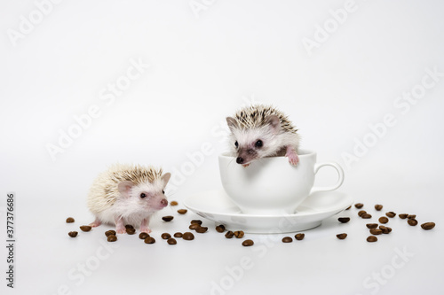 Cute babies hedgehog and a cup of coffee on white background