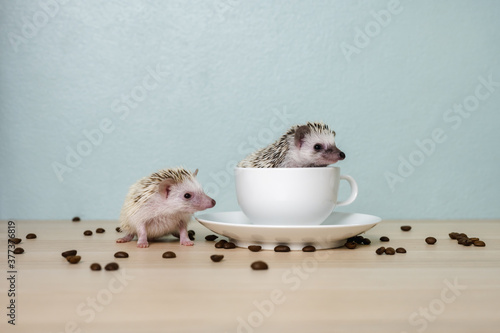 Cute babies hedgehog in a cup on the table photo