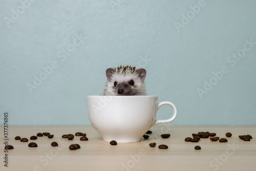 Cute baby hedgehog in a cup on the table