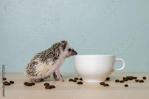 Cute baby hedgehog and a cup on the table