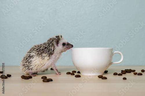 Cute baby hedgehog and a cup on the table