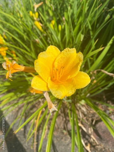 yellow flower in the garden