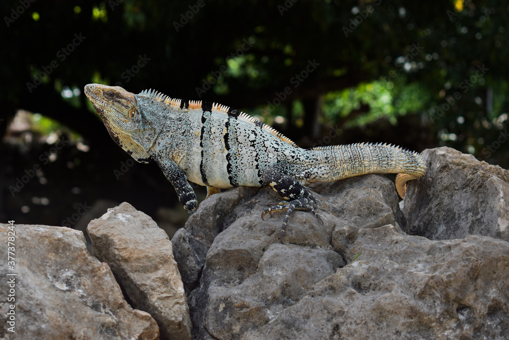 Obraz premium Iguana