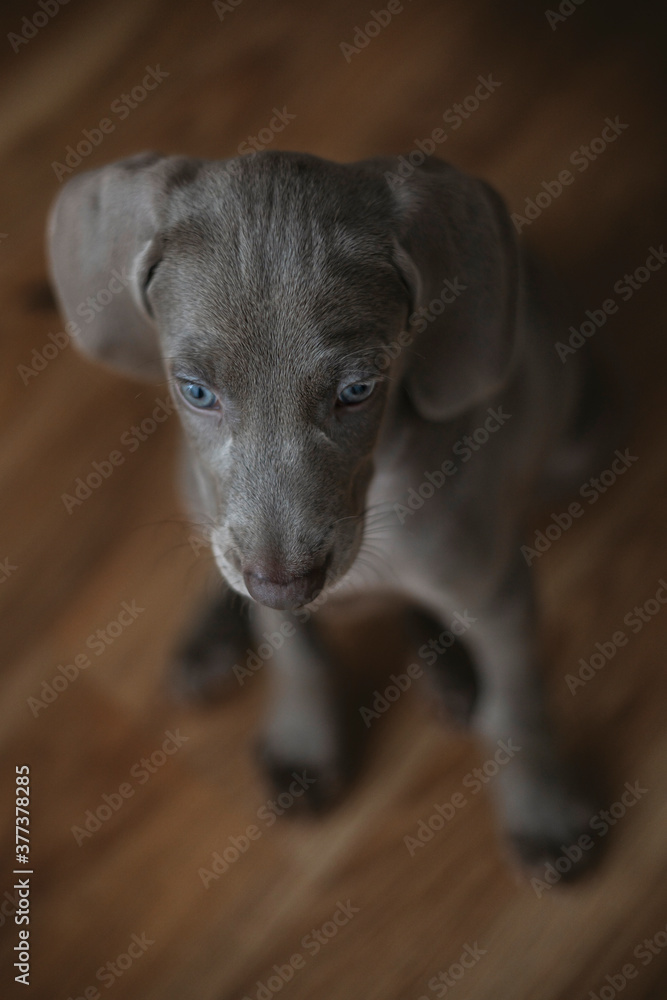Weimaraner dog puppy over on wooden floor background