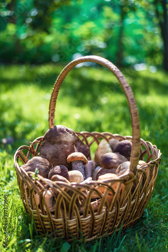 basket with lots of mushrooms stands on the grass