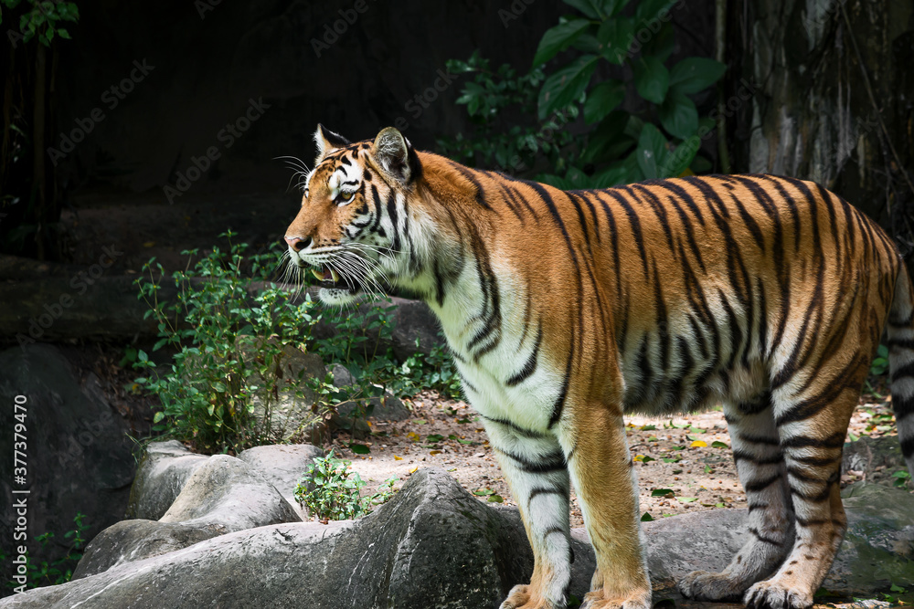 The tiger stands to look at something with interest. The tiger stands to look at something with interest.