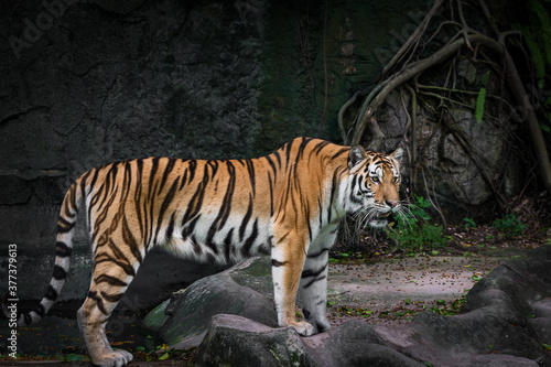 White tiger is looking for food in the forest.