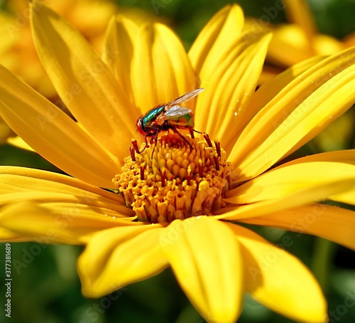 bee on flower © Wilfried