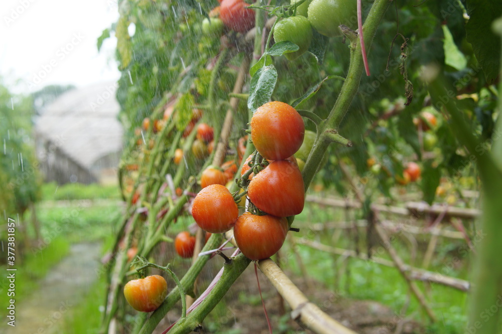 Tomatoes are watered with rainwater