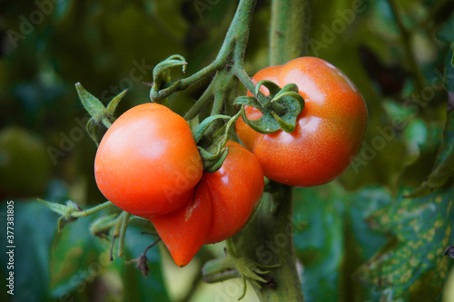 mutant tomatoes on the tree